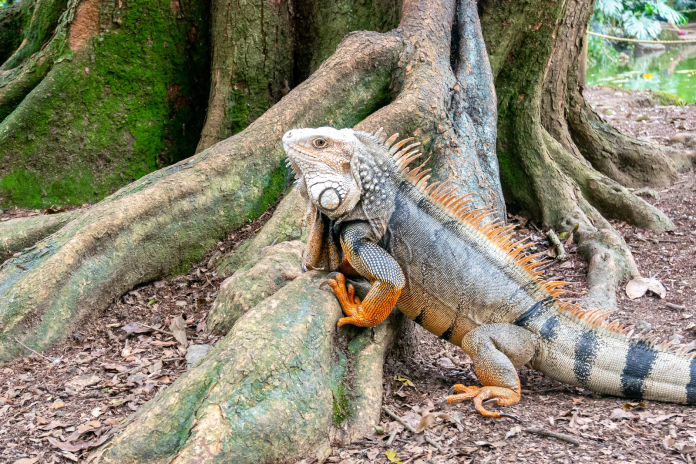 Iguana Control